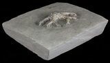 Onychocrinus Crinoid Fossil - Crawfordsville, Indiana #68550-2